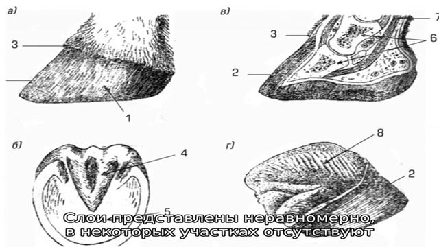 Анатомо-физиологические особенности копыта лошади смотреть онлайн