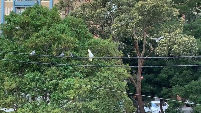 Unique! Cockatoo and Noisy Miners Part 2. . Какаду смотреть онлайн