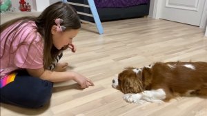 Я тренирую свою собаку кавалер-кинг-чарльз-спаниель ККЧС