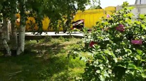 КАК ОТУЧИТЬ СОБАКУ РЫТЬ НОРЫ НА ДАЧЕ?Воспитание и дрессировка собаки