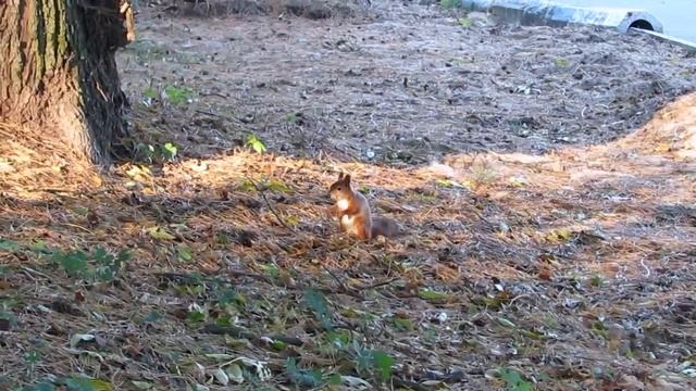 VLOG Гидропарк Житомир.Идем кормить белок. смотреть онлайн