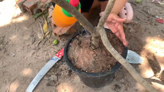 Best Skill Technique Grafting Mango Tree With chicken egg Fruit смотреть онлайн