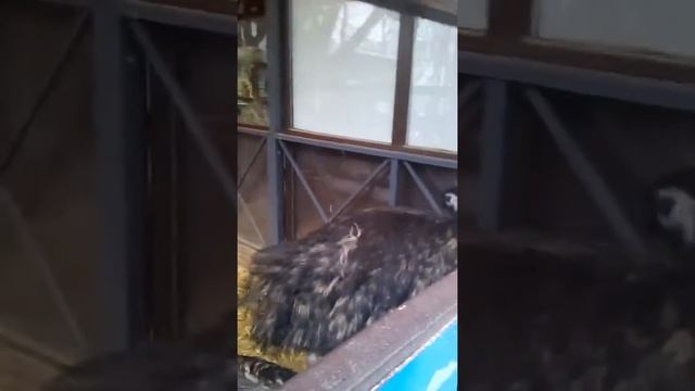 Страус эмма, смотреть онлайн