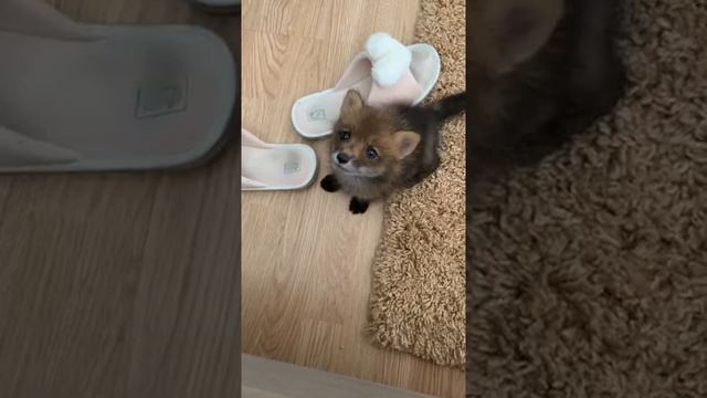 Лисица в домашних условиях смотреть онлайн