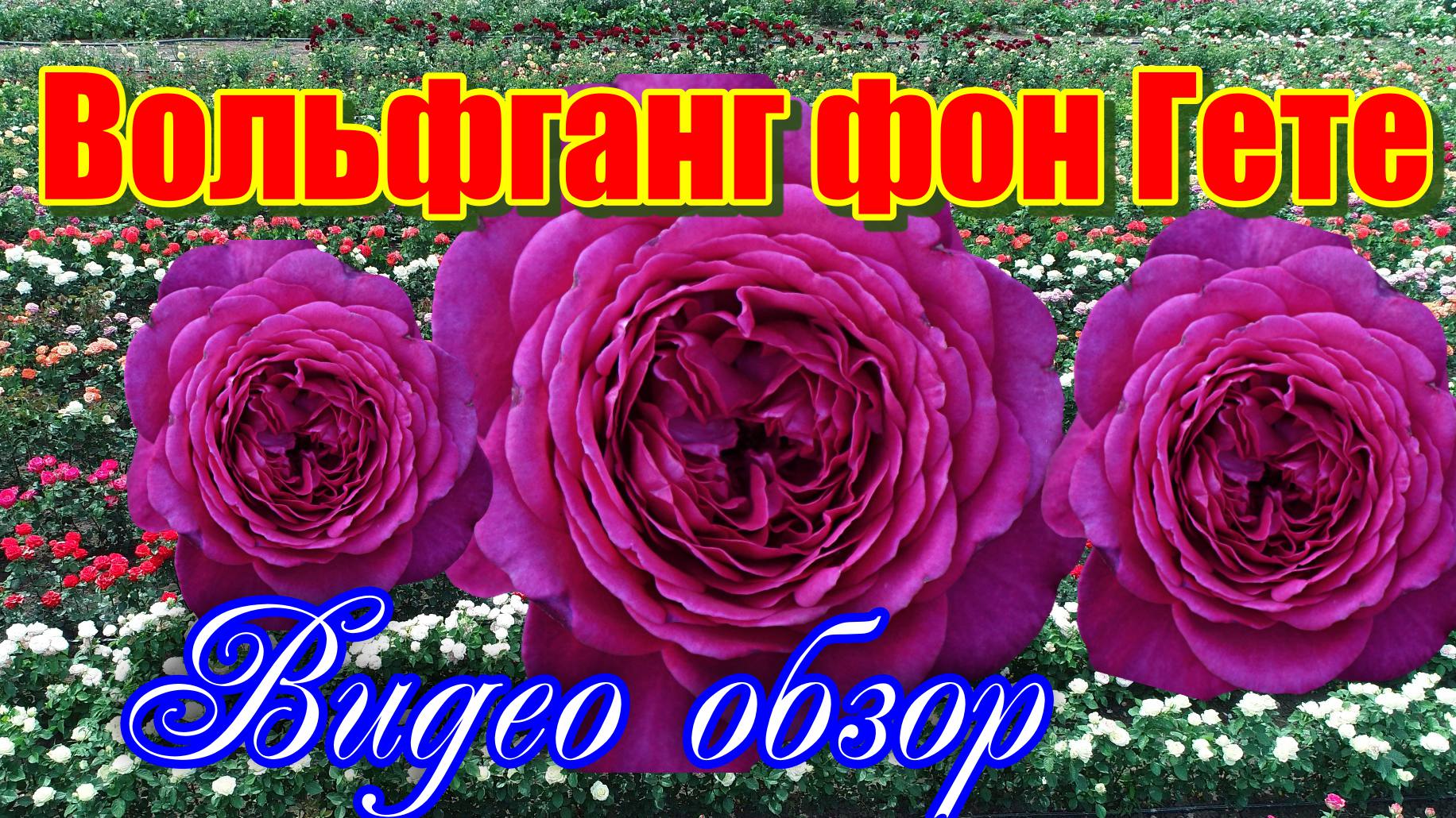 Обзор розы Иоганн Вольфганг фон Гете (Чайно гибридная) - Johann Wolfgang von Goethe_(Evers2004). смотреть онлайн