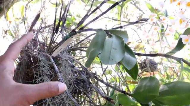 Dendrobium amabile So Many Blooms! Species Orchid Care & Growing Tips смотреть онлайн