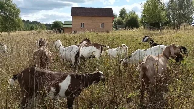 СКОЛЬКО СТОИТ АБОРИГЕННАЯ КОЗА ПОД ПОКРЫТИЕ смотреть онлайн