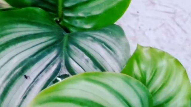 Calathea Orbifolia смотреть онлайн
