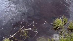 Рыбалка в Тверской области 4: река Осуга (Торжокский район)