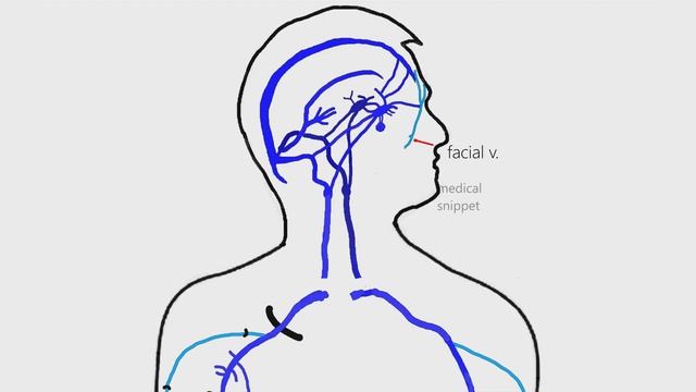 Venous Anatomy of the human body | Anatomy made easy смотреть онлайн