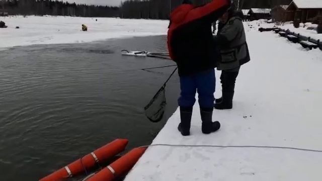 Вываживание форели с пирса смотреть онлайн