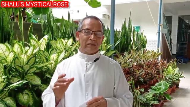 GARDENTOUR/GARDEN ARRANGEMENTS/AGLONIMA,PHILADENDRON,SNAKEPLANTVARITIES/COLLECTION/FR.JOSEPH VATTOL смотреть онлайн