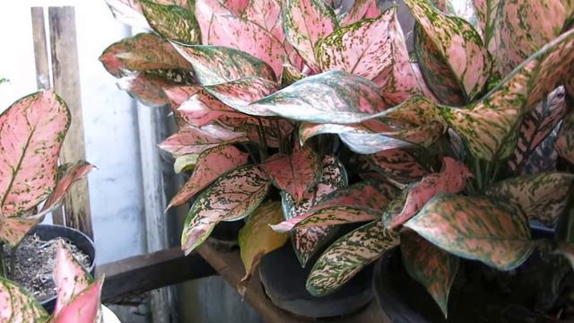 Aglaonema Red Valentine смотреть онлайн
