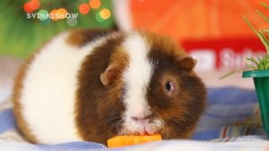 СЛОМАЛСЯ ЗУБ у Морской Свинки! ЧТО ДЕЛАТЬ? ?