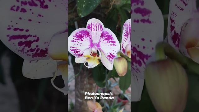 Phalaenopsis Ben Yu Panda un Santa Cruz Bolivia 🇧🇴 смотреть онлайн