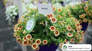 «Обзор сортов Калибрахоа».