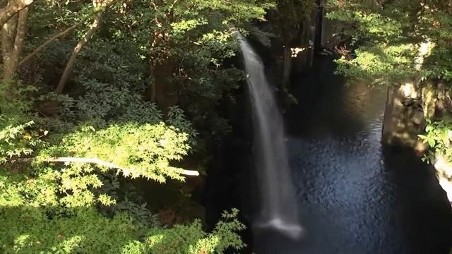 Шум Леса Пение Птиц Журчание Водопада Релакс после работы смотреть онлайн