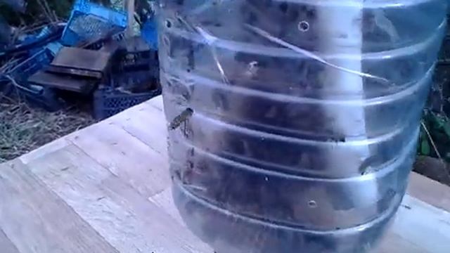 Пчёлы вслед за маткой возвращаются в бутыль. смотреть онлайн