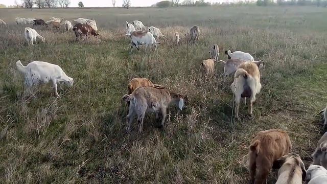 Избежать драк в стаде смотреть онлайн