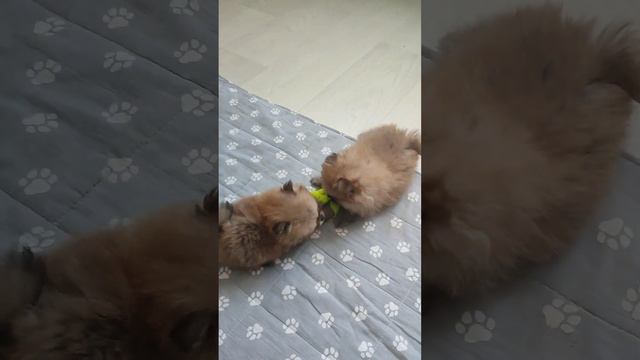 Продажа😃Питомник Йорк & Шпиц.Elite Pets,Крым, Евпатория 🌞Вопросы +79788972514 Доставка возможна 🥰 смотреть онлайн