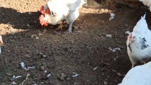 КУРЫ.БРЕСС ГАЛЛЬСКАЯ ПОРОДА. ОТЛИЧИЕ ОТ ДРУГИХ ПОРОД.