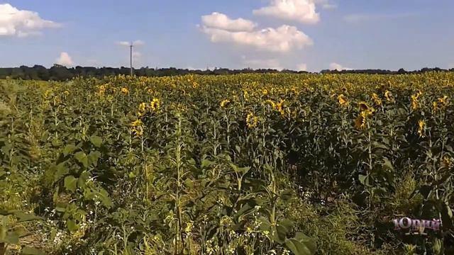 102 Дачное Наслождение, Поле подсолнуха, Божьи Коровки смотреть онлайн