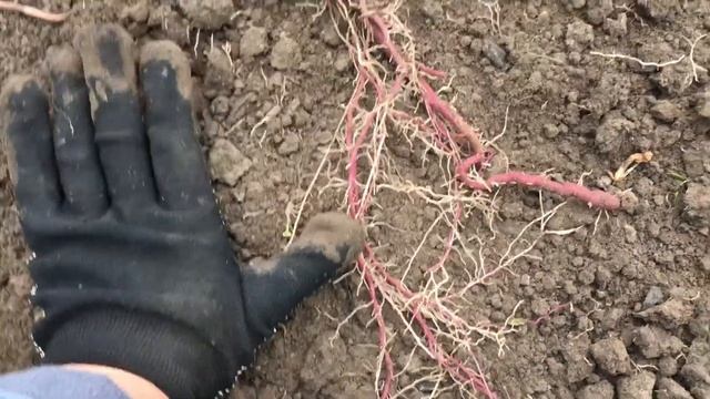 ? Батат. Сбор Урожая: ожидания и реальность смотреть онлайн