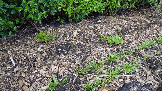 Early May (Spring) Garden Tour смотреть онлайн