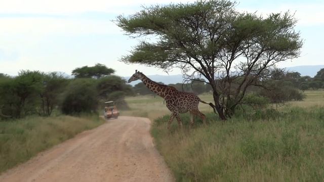 Y.Z.East Africa. Tanzania. 2020.(Giraffe) смотреть онлайн