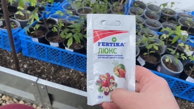 767❤️Жизнь на юге. В такую погоду работать только в теплице.