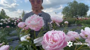 Mrs Franklin D Roosevelt peony. Мисс Франклин Д. Рузвельт пион. Пулков сад