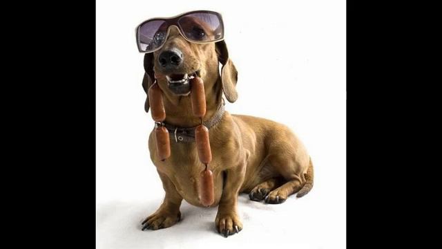 вилли хвост корм для собак смотреть онлайн