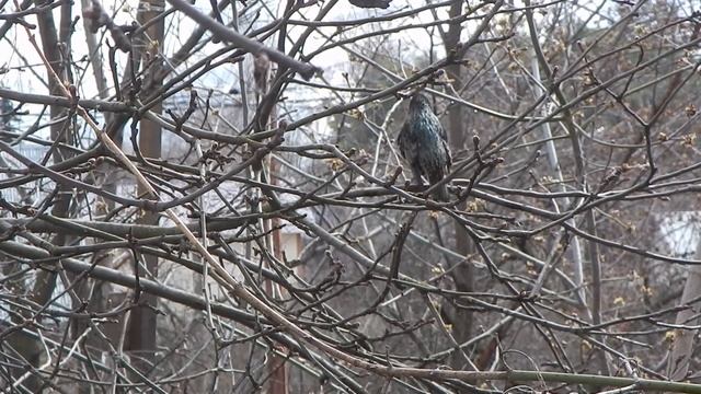 Хорошее настроение у скворца .Подмосковье. смотреть онлайн