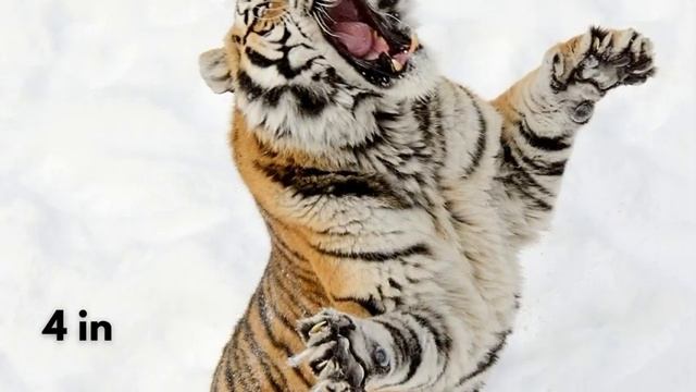 Tiger vs Grizzly Bear - Which one is the Strongest? смотреть онлайн