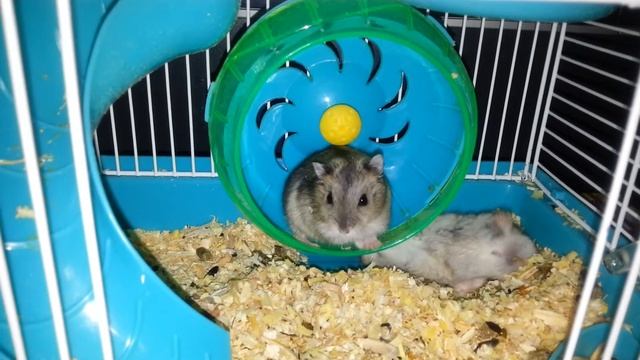 Хомяк нашёл новый способ крутить колесо. смотреть онлайн
