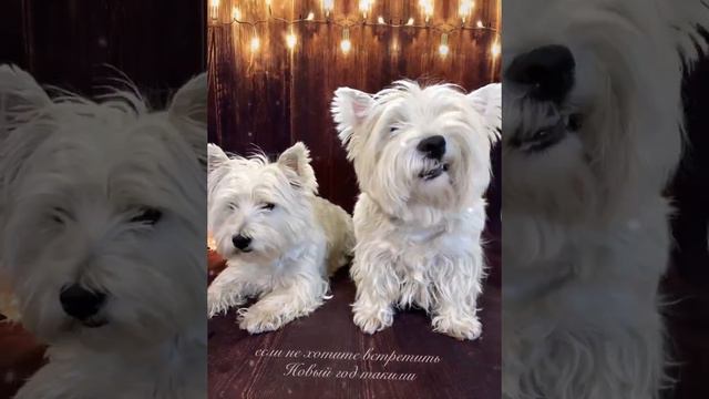 ГРУМИНГ С ЛЮБОВЬЮ🤗🐾💝 смотреть онлайн