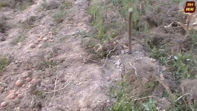 ? Картофель под мульчей ?♀️ Урожай 2019 / Potato under the mulch смотреть онлайн