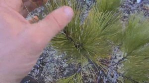 Кедровая шишка первый год На кедре шишка растет два года Кедр Кедровый орех