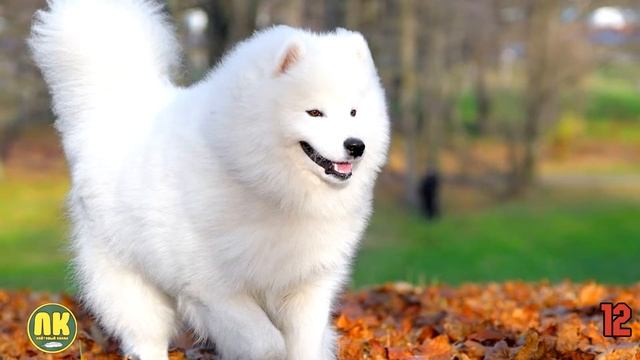 30 Фактов о Собаках, которых ты не знал! смотреть онлайн