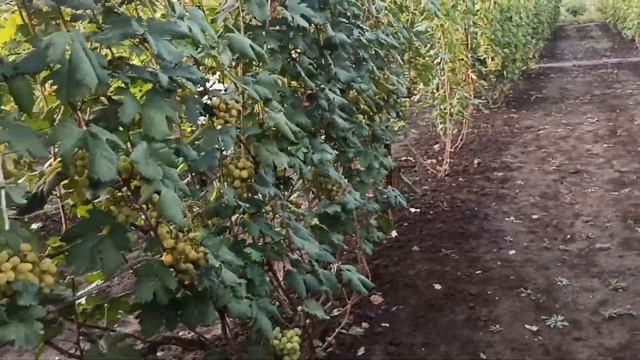 В гостях у виноградарей Елецкого района Липецкой области Александра и Галины Соколовых. смотреть онлайн