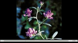 Люцерна Полезные свойства