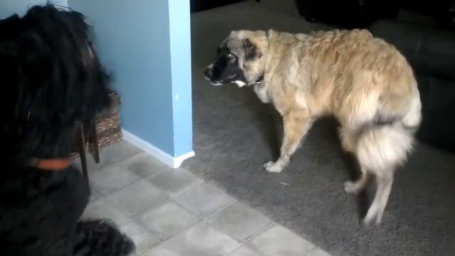 Black Russian Terriers and Caucasian Ovcharka смотреть онлайн