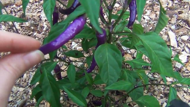 JULY GARDEN UPDATE + FIRST HARVEST!