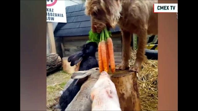 Плачь от смеха подборка приколов с животными кошками и собаками ТОП на 7 марта 2024 смотреть онлайн