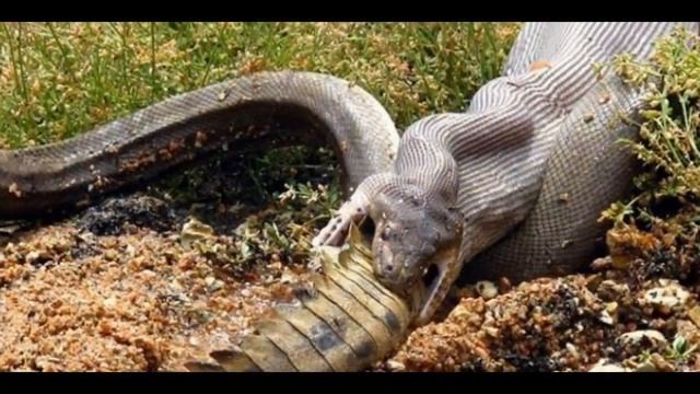 Größte Schlange der Welt (Anaconda) im Amazonas! смотреть онлайн