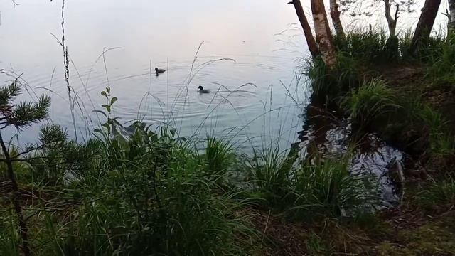 Утки в гостях с утра по-раньше| Природа| Озеро| Карельский перешеек| Ленинградская область| Турпохо смотреть онлайн