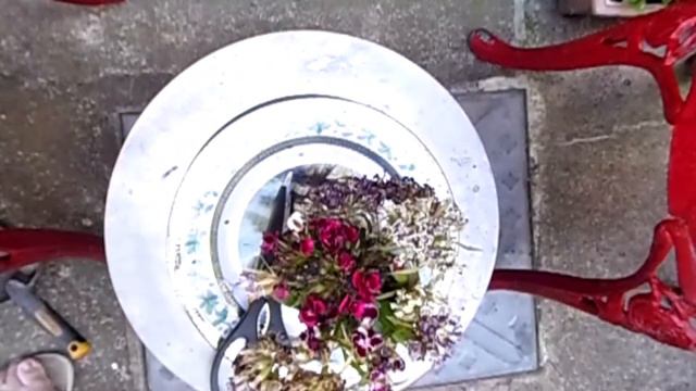 Planting Sweet William from Dry Flower Seed смотреть онлайн