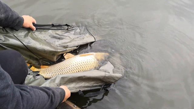 очередной карп отправляется домой. смотреть онлайн