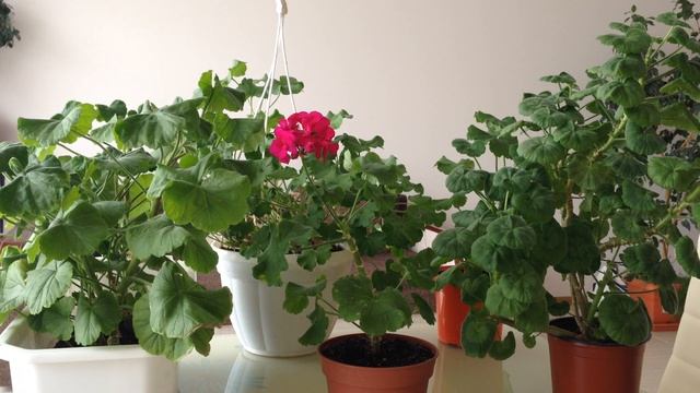 Пеларгония или Герань комнатная уход и особенности смотреть онлайн