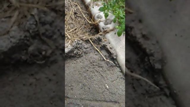Большой муравей древоточец смотреть онлайн